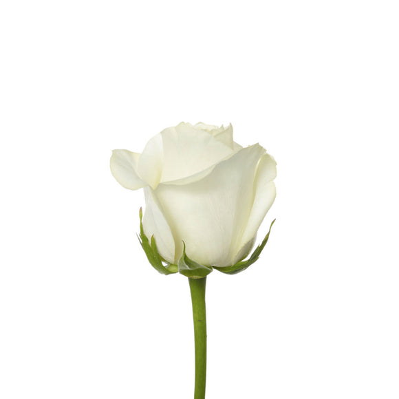 Rose, White Polar Star – Charlotte Flower Market