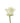 Rose, White Polar Star