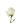 Rose, White Proud