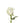 Rose, White Proud