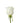 Rose, White Tibet
