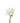Rose, White Tibet
