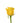 Rose, Yellow High & Exotic