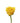 Rose, Yellow High & Exotic