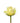 Rose, Yellow Tara