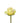 Rose, Yellow Tara