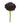 Scabiosa, Black