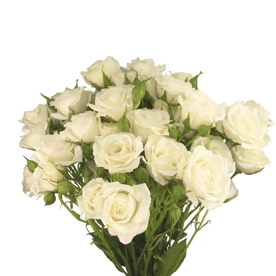 Spray Rose, Cream – Lovingly Charlotte Flower Market