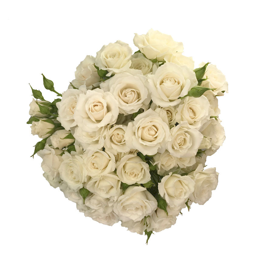 Spray Rose, Cream – Lovingly Charlotte Flower Market