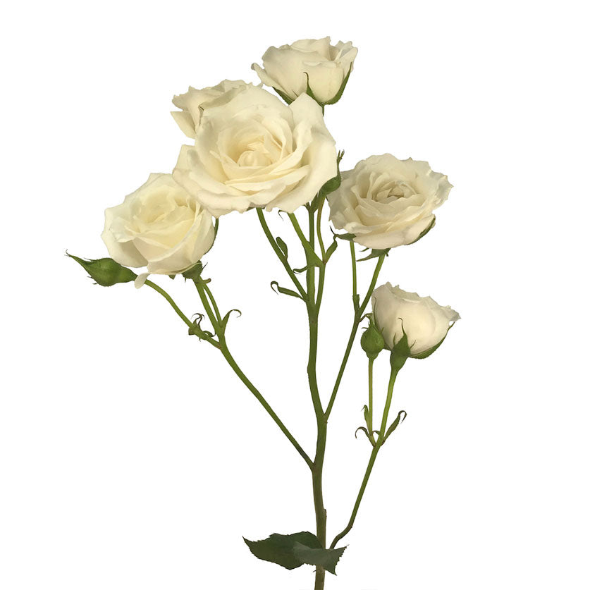 Cream Spray Roses Spray Rose, Cream – Lovingly Charlotte Flower Market