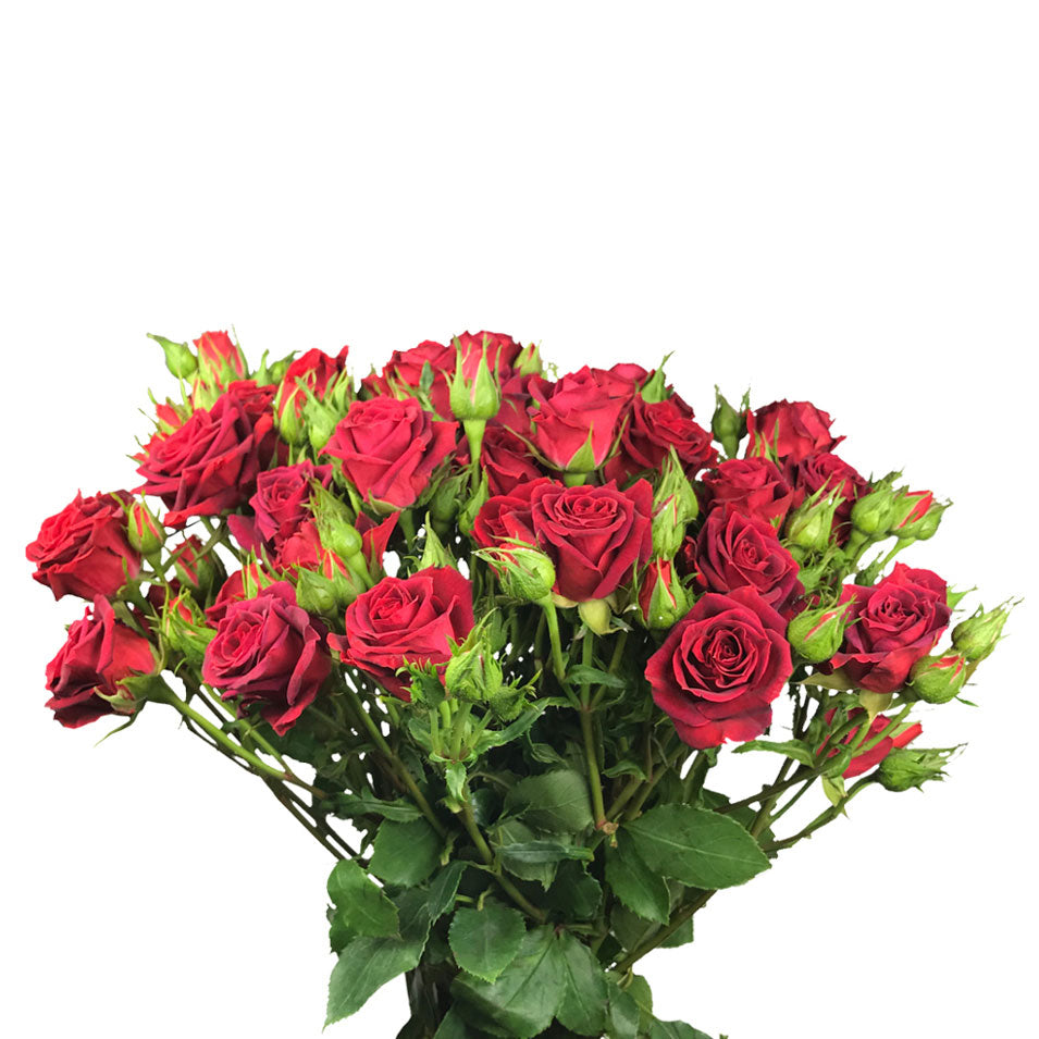 Spray Rose Java Spray Rose, Red – Charlotte Flower Market