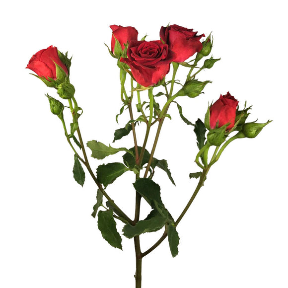 Spray Rose, Red – Charlotte Flower Market