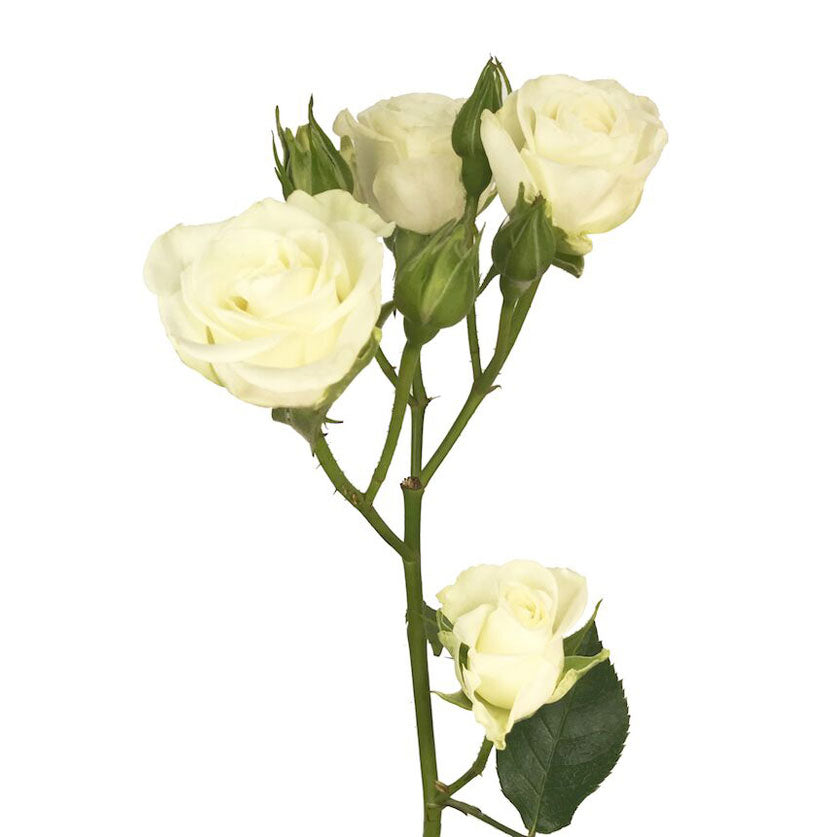 Storm Spray Roses White Spray Rose