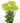 Trachelium, Green