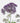 Trachelium, Purple