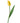 Tulip, Yellow